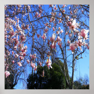 Magnolia träd..... poster