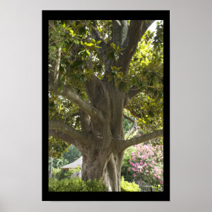 Magnolia Träd Poster