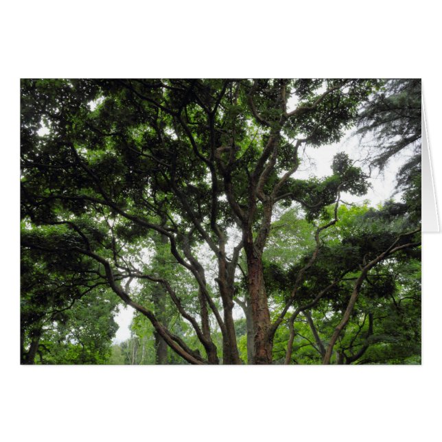 Magnolia Träd under sommaren Hälsningskort (Framsidan Horizontal)