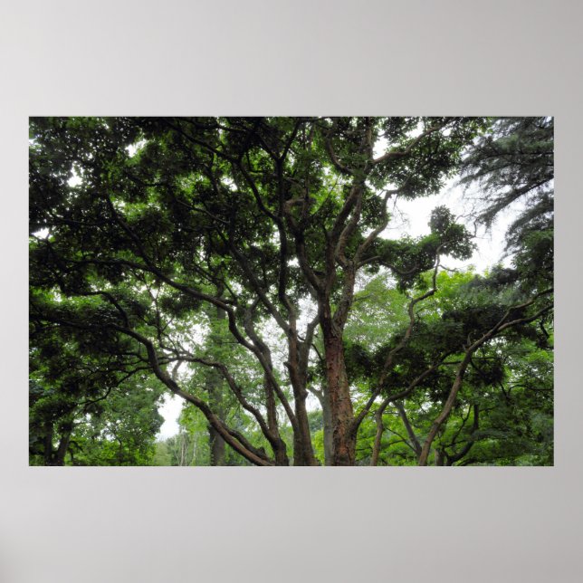 Magnolia Träd under sommaren Poster (Framsidan)