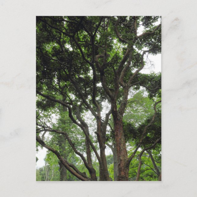 Magnolia Träd under sommaren Vykort (Framsida)