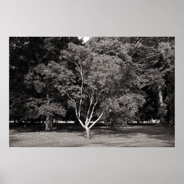 Magnolia Träd under sommaren - Warm Tone BW Poster (Framsidan)