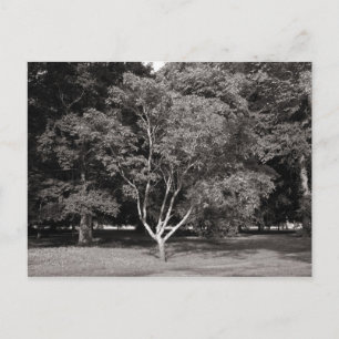 Magnolia Träd under sommaren - Warm Tone BW Vykort