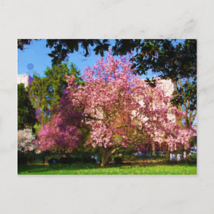 Magnolia Träd vykort