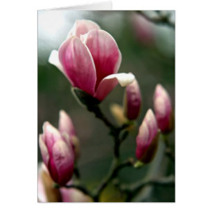 Magnolia Vår Hälsningskort