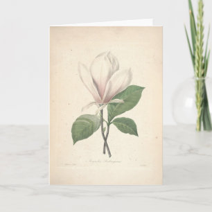 Magnolia vid det Redoute sympatikortet Tack Kort