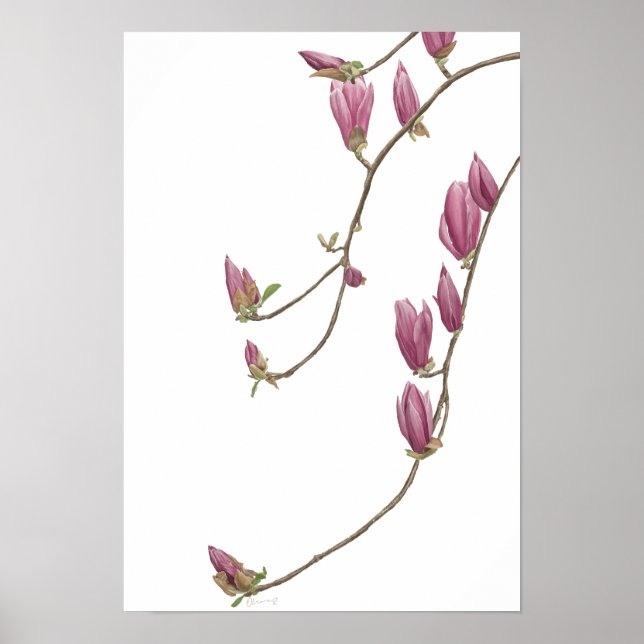 Magnolia Vine Poster (Framsidan)