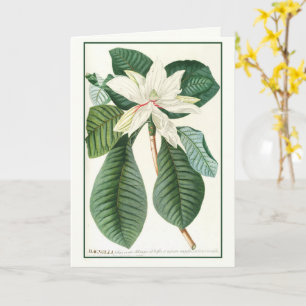 Magnolia, Vintage Blommigt Illustration Kort