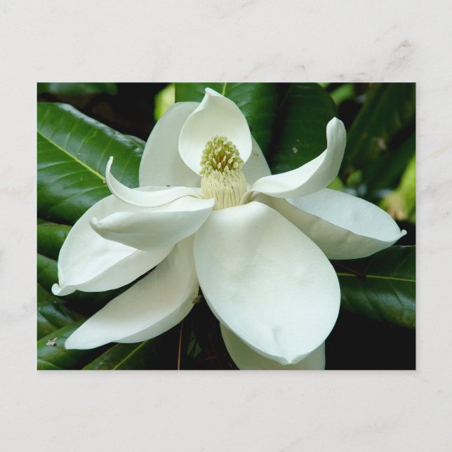 Magnolia vykort (Framsida)