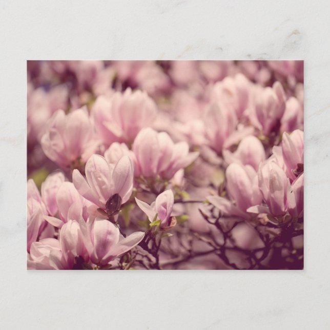 Magnolia Vykort (Framsida)