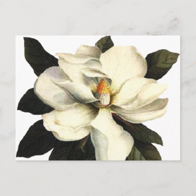 Magnolia Vykort (Framsida)