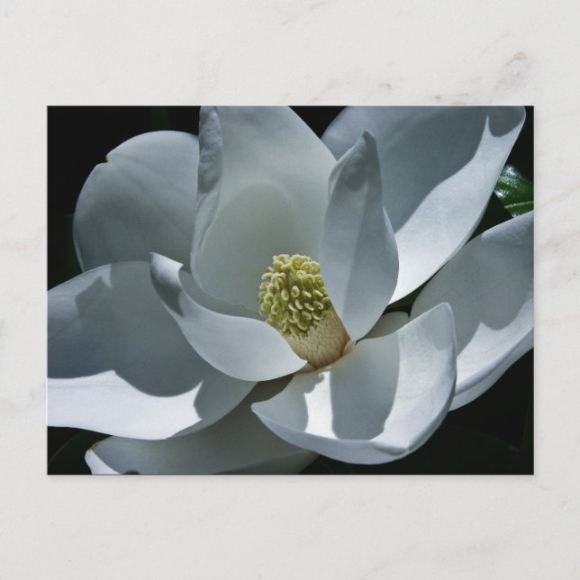 Magnolia - vykort (Framsida)