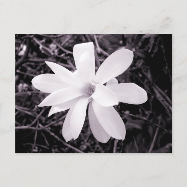 Magnolia Vykort (Framsida)