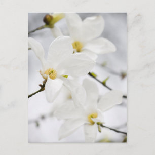 Magnolia-vykort Vykort
