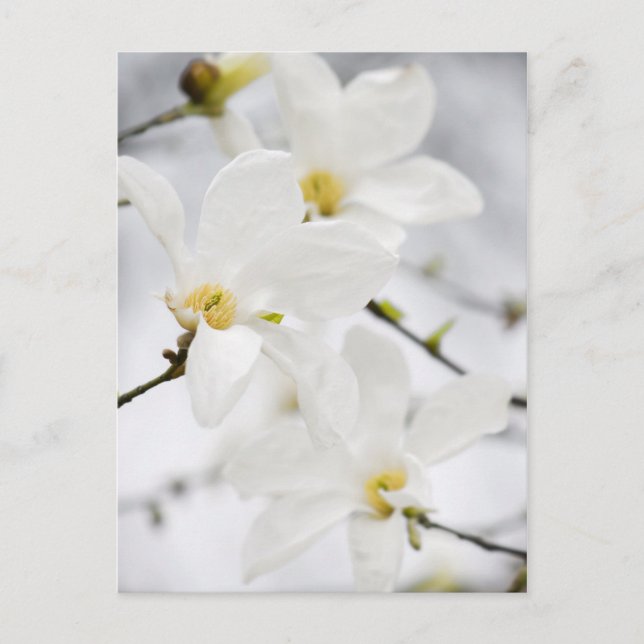 Magnolia-vykort Vykort (Framsida)