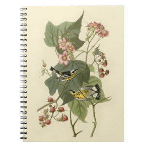 Magnolia Warbler för Audubon Anteckningsbok Med Spiral