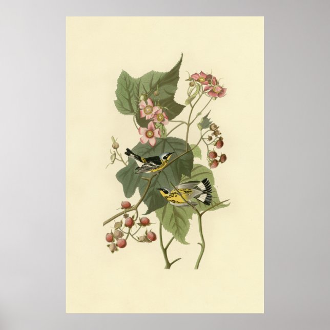 Magnolia Warbler för Audubon Poster (Framsidan)