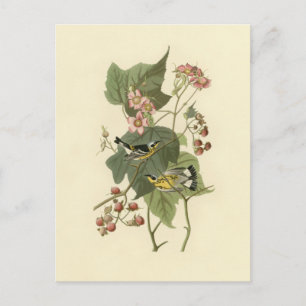 Magnolia Warbler för Audubon Vykort