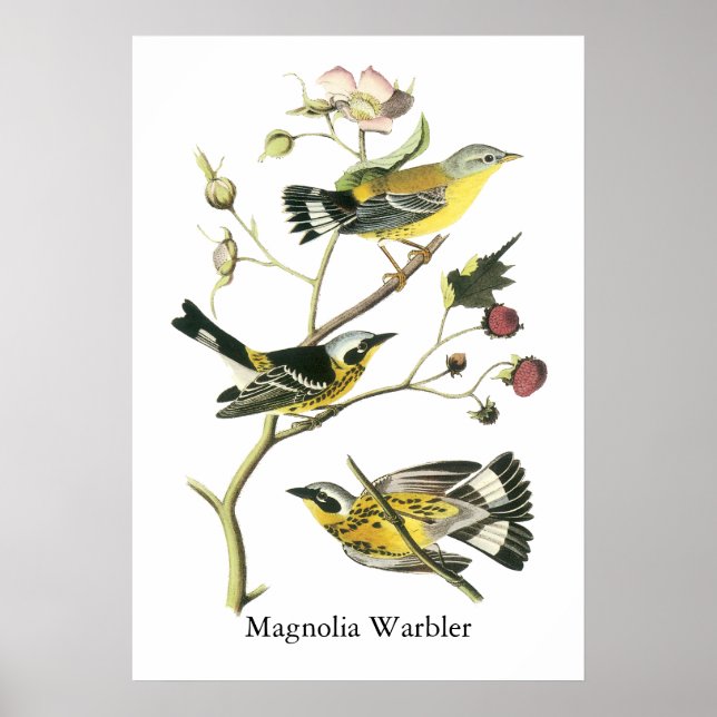 Magnolia Warbler, John Audubon Poster (Framsidan)