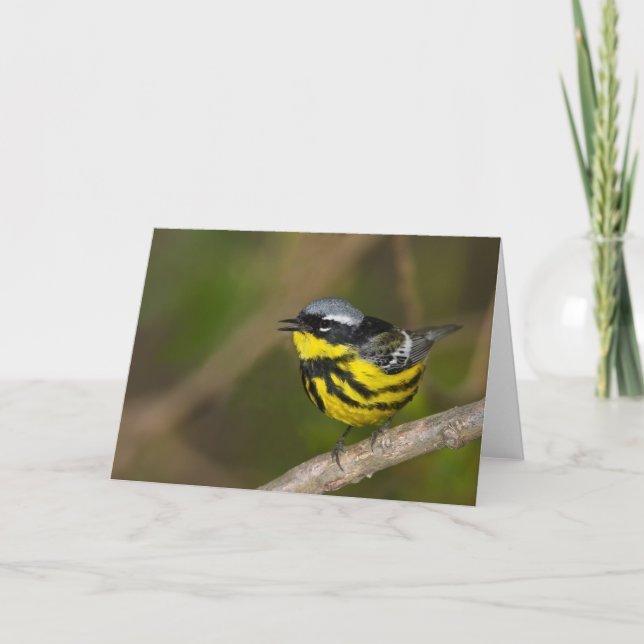 Magnolia Warbler Kort (Framsida)