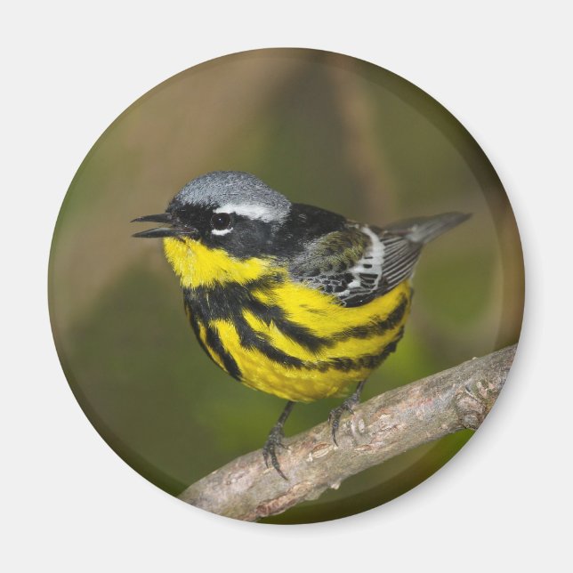Magnolia Warbler Magnet (Framsidan)