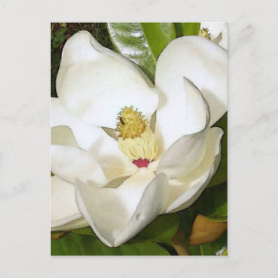 Magnolia White Vykort