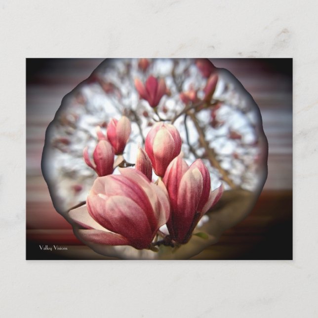 Magnolia Wood Vykort (Framsida)