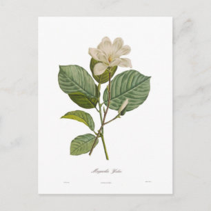 Magnolia yulan vykort