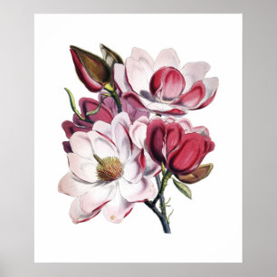 Magnoliaaffisch Poster
