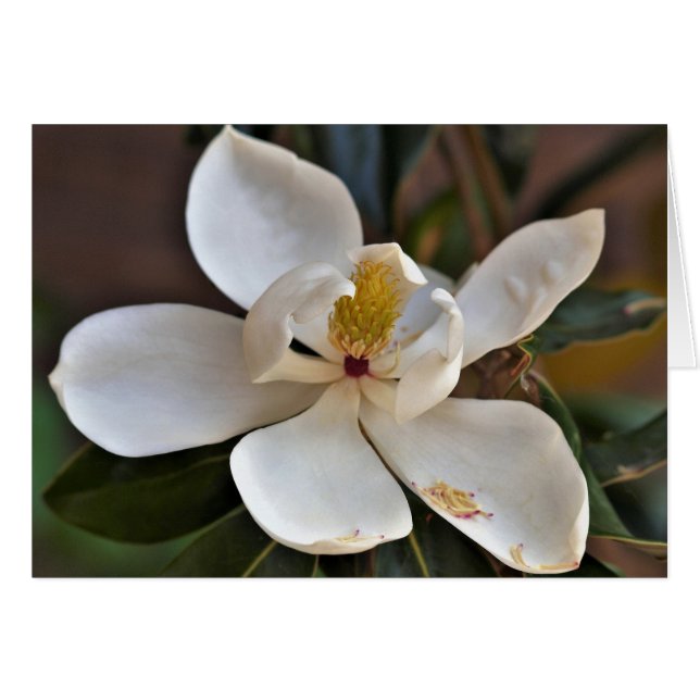 Magnoliaängelkort Hälsningskort (Framsidan Horizontal)