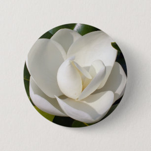 Magnoliablom Knapp