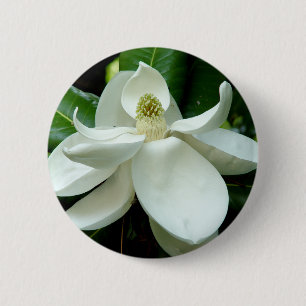 Magnoliablom knäppas knapp