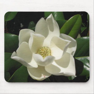 Magnoliablom Musmatta