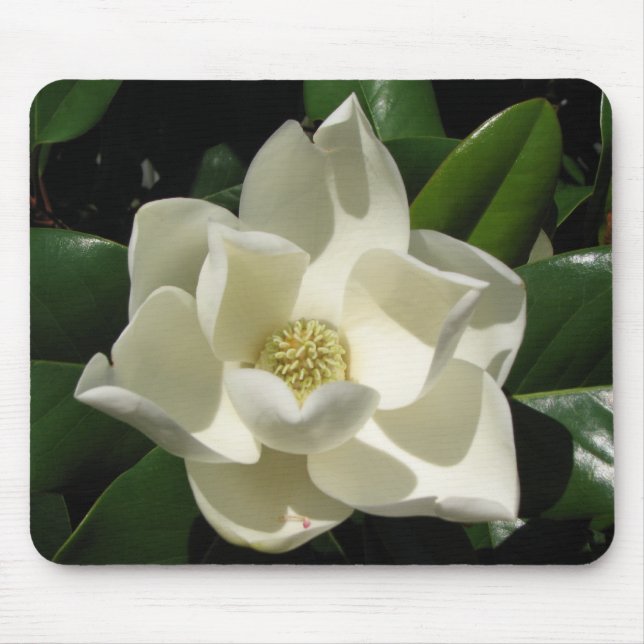 Magnoliablom Musmatta (Framsidan)