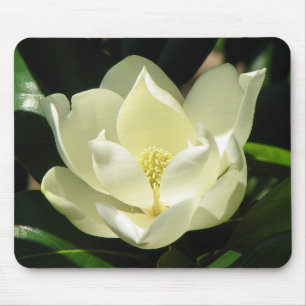 Magnoliablom Musmatta