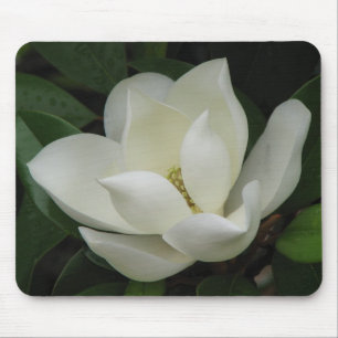 Magnoliablom Musmatta