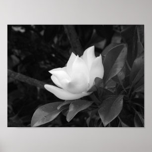 Magnoliablom Poster