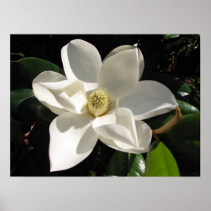 Magnoliablom Poster