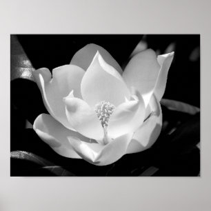 Magnoliablom Poster