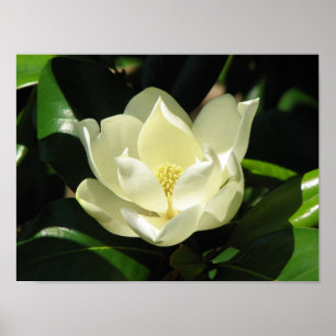 Magnoliablom Poster