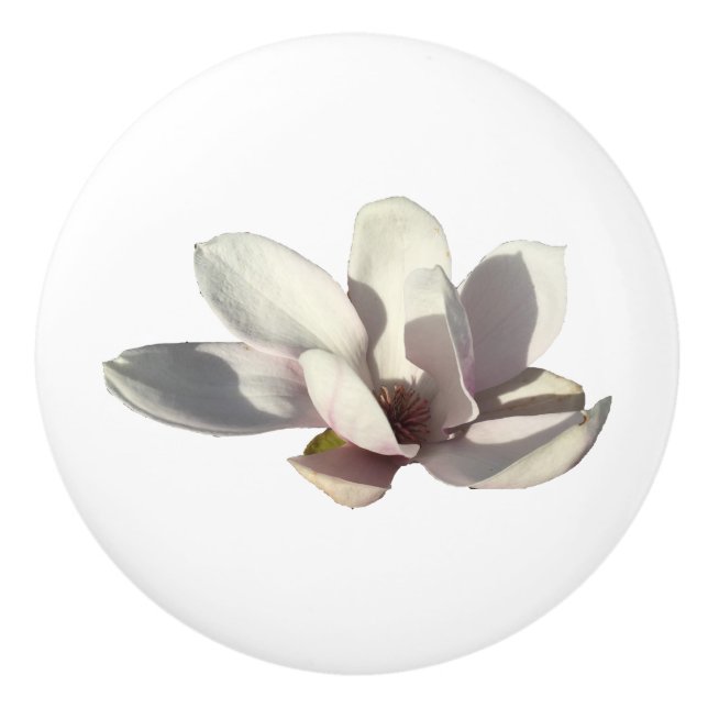 Magnoliablomma Knopp (Framsidan)
