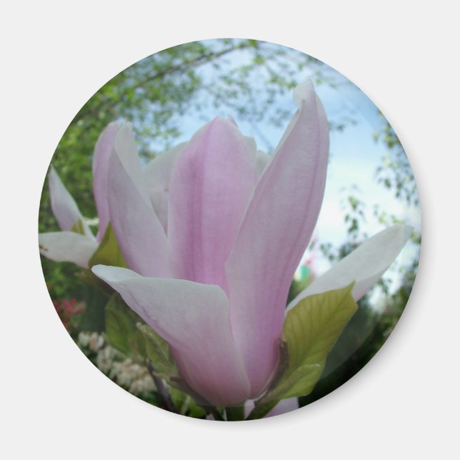 magnoliablomma magnet (Framsidan)