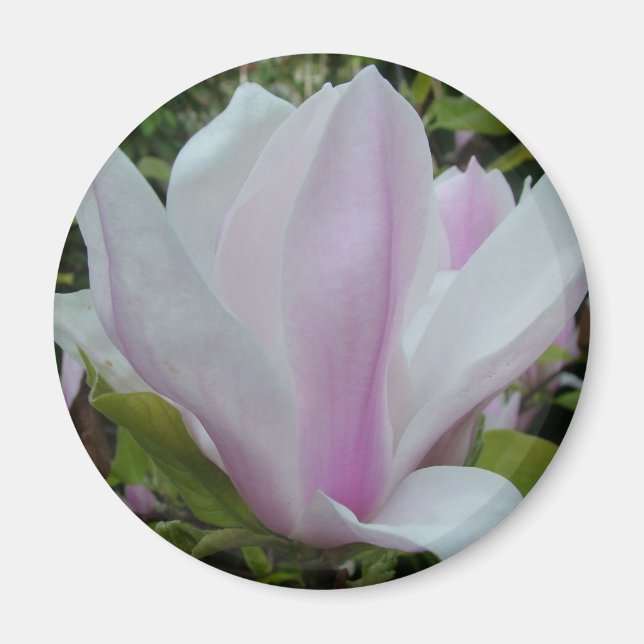 magnoliablomma magnet (Framsidan)