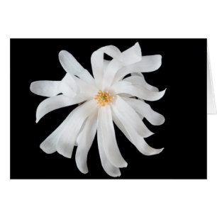 Magnoliablomma på svart hälsningskort