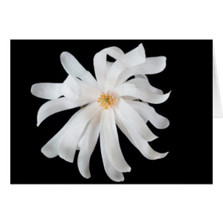 Magnoliablomma på svart hälsningskort