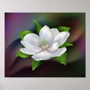 Magnoliablomma Poster