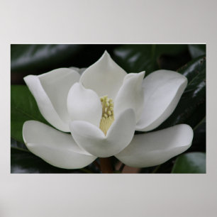 Magnoliablommar på den Blacksburg Poster
