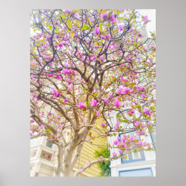 Magnoliablommor  poster (Framsidan)