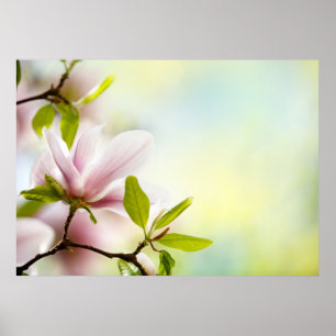 Magnoliablommor Poster