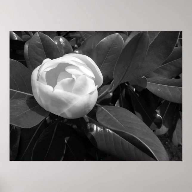 Magnoliablomning i svart och vitt poster (Framsidan)